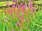 Preview: Lythrum salicaria Blutweiderich